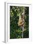 South America, Brazil, Pantanal Wetland, Capuchin Monkey Climbing a Vine in the Brazilian Jungle-Judith Zimmerman-Framed Photographic Print