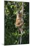 South America, Brazil, Pantanal Wetland, Capuchin Monkey Climbing a Vine in the Brazilian Jungle-Judith Zimmerman-Mounted Photographic Print