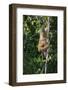 South America, Brazil, Pantanal Wetland, Capuchin Monkey Climbing a Vine in the Brazilian Jungle-Judith Zimmerman-Framed Photographic Print