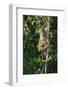 South America, Brazil, Pantanal Wetland, Capuchin Monkey Climbing a Vine in the Brazilian Jungle-Judith Zimmerman-Framed Photographic Print