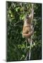 South America, Brazil, Pantanal Wetland, Capuchin Monkey Climbing a Vine in the Brazilian Jungle-Judith Zimmerman-Mounted Photographic Print