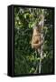 South America, Brazil, Pantanal Wetland, Capuchin Monkey Climbing a Vine in the Brazilian Jungle-Judith Zimmerman-Framed Stretched Canvas