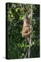 South America, Brazil, Pantanal Wetland, Capuchin Monkey Climbing a Vine in the Brazilian Jungle-Judith Zimmerman-Stretched Canvas