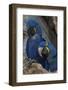 South America, Brazil, Pantanal Wetlands, Hyacinth Macaw Mated Pair on their Nest in a Tree-Judith Zimmerman-Framed Photographic Print