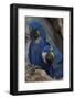 South America, Brazil, Pantanal Wetlands, Hyacinth Macaw Mated Pair on their Nest in a Tree-Judith Zimmerman-Framed Photographic Print