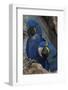 South America, Brazil, Pantanal Wetlands, Hyacinth Macaw Mated Pair on their Nest in a Tree-Judith Zimmerman-Framed Photographic Print