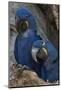 South America, Brazil, Pantanal Wetlands, Hyacinth Macaw Mated Pair on their Nest in a Tree-Judith Zimmerman-Mounted Photographic Print