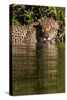 South America, Brazil, Pantanal Wetlands, Jaguar Preparing to Cross the Three Brothers River-Judith Zimmerman-Stretched Canvas