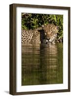 South America, Brazil, Pantanal Wetlands, Jaguar Preparing to Cross the Three Brothers River-Judith Zimmerman-Framed Photographic Print