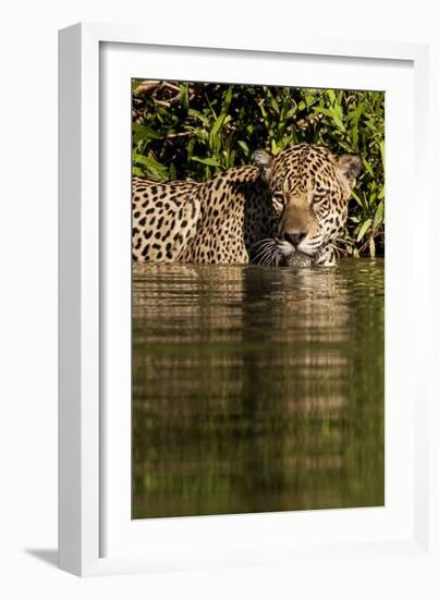 South America, Brazil, Pantanal Wetlands, Jaguar Preparing to Cross the Three Brothers River-Judith Zimmerman-Framed Photographic Print