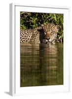 South America, Brazil, Pantanal Wetlands, Jaguar Preparing to Cross the Three Brothers River-Judith Zimmerman-Framed Photographic Print