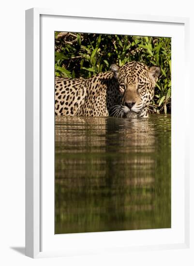 South America, Brazil, Pantanal Wetlands, Jaguar Preparing to Cross the Three Brothers River-Judith Zimmerman-Framed Photographic Print