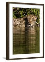 South America, Brazil, Pantanal Wetlands, Jaguar Preparing to Cross the Three Brothers River-Judith Zimmerman-Framed Photographic Print