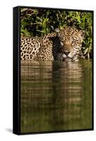 South America, Brazil, Pantanal Wetlands, Jaguar Preparing to Cross the Three Brothers River-Judith Zimmerman-Framed Stretched Canvas