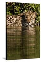 South America, Brazil, Pantanal Wetlands, Jaguar Preparing to Cross the Three Brothers River-Judith Zimmerman-Stretched Canvas