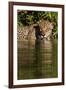 South America, Brazil, Pantanal Wetlands, Jaguar Preparing to Cross the Three Brothers River-Judith Zimmerman-Framed Photographic Print