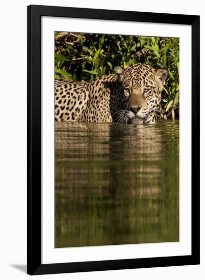 South America, Brazil, Pantanal Wetlands, Jaguar Preparing to Cross the Three Brothers River-Judith Zimmerman-Framed Photographic Print