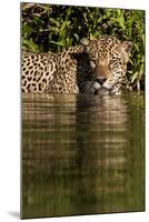 South America, Brazil, Pantanal Wetlands, Jaguar Preparing to Cross the Three Brothers River-Judith Zimmerman-Mounted Photographic Print