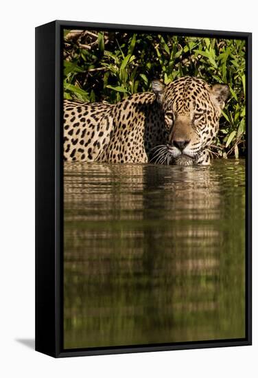 South America, Brazil, Pantanal Wetlands, Jaguar Preparing to Cross the Three Brothers River-Judith Zimmerman-Framed Stretched Canvas