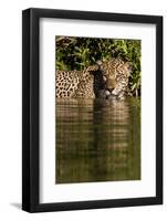 South America, Brazil, Pantanal Wetlands, Jaguar Preparing to Cross the Three Brothers River-Judith Zimmerman-Framed Photographic Print