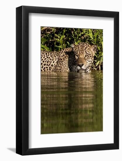 South America, Brazil, Pantanal Wetlands, Jaguar Preparing to Cross the Three Brothers River-Judith Zimmerman-Framed Photographic Print