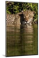 South America, Brazil, Pantanal Wetlands, Jaguar Preparing to Cross the Three Brothers River-Judith Zimmerman-Mounted Photographic Print