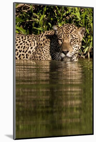 South America, Brazil, Pantanal Wetlands, Jaguar Preparing to Cross the Three Brothers River-Judith Zimmerman-Mounted Photographic Print