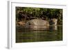 South America, Brazil, Pantanal Wetlands, Jaguar Preparing to Cross the Three Brothers River-Judith Zimmerman-Framed Photographic Print