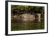 South America, Brazil, Pantanal Wetlands, Jaguar Preparing to Cross the Three Brothers River-Judith Zimmerman-Framed Photographic Print