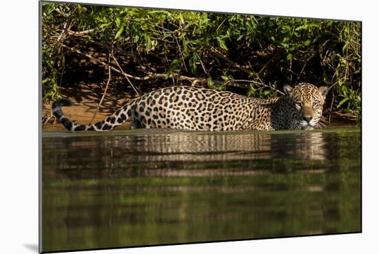 South America, Brazil, Pantanal Wetlands, Jaguar Preparing to Cross the Three Brothers River-Judith Zimmerman-Mounted Photographic Print