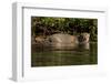 South America, Brazil, Pantanal Wetlands, Jaguar Preparing to Cross the Three Brothers River-Judith Zimmerman-Framed Photographic Print