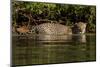 South America, Brazil, Pantanal Wetlands, Jaguar Preparing to Cross the Three Brothers River-Judith Zimmerman-Mounted Photographic Print