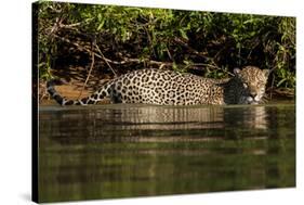 South America, Brazil, Pantanal Wetlands, Jaguar Preparing to Cross the Three Brothers River-Judith Zimmerman-Stretched Canvas