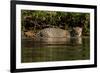 South America, Brazil, Pantanal Wetlands, Jaguar Preparing to Cross the Three Brothers River-Judith Zimmerman-Framed Photographic Print