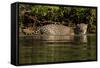 South America, Brazil, Pantanal Wetlands, Jaguar Preparing to Cross the Three Brothers River-Judith Zimmerman-Framed Stretched Canvas