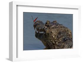 South America, Brazil, Pantanal Wetlands, Yacare Caiman and Butterfly on the Cuiaba River-Judith Zimmerman-Framed Photographic Print