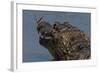 South America, Brazil, Pantanal Wetlands, Yacare Caiman and Butterfly on the Cuiaba River-Judith Zimmerman-Framed Photographic Print