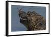 South America, Brazil, Pantanal Wetlands, Yacare Caiman and Butterfly on the Cuiaba River-Judith Zimmerman-Framed Photographic Print