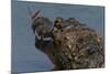 South America, Brazil, Pantanal Wetlands, Yacare Caiman and Butterfly on the Cuiaba River-Judith Zimmerman-Mounted Photographic Print