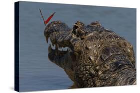 South America, Brazil, Pantanal Wetlands, Yacare Caiman and Butterfly on the Cuiaba River-Judith Zimmerman-Stretched Canvas