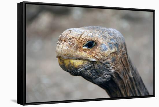 South America, Ecuador, Galapagos Islands. Galapagos Tortoise head.-Kymri Wilt-Framed Stretched Canvas