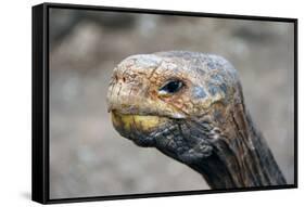 South America, Ecuador, Galapagos Islands. Galapagos Tortoise head.-Kymri Wilt-Framed Stretched Canvas