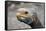 South America, Ecuador, Galapagos Islands. Galapagos Tortoise head.-Kymri Wilt-Framed Stretched Canvas