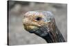 South America, Ecuador, Galapagos Islands. Galapagos Tortoise head.-Kymri Wilt-Stretched Canvas