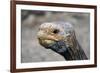 South America, Ecuador, Galapagos Islands. Galapagos Tortoise head.-Kymri Wilt-Framed Photographic Print