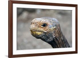 South America, Ecuador, Galapagos Islands. Galapagos Tortoise head.-Kymri Wilt-Framed Photographic Print