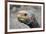 South America, Ecuador, Galapagos Islands. Galapagos Tortoise head.-Kymri Wilt-Framed Photographic Print