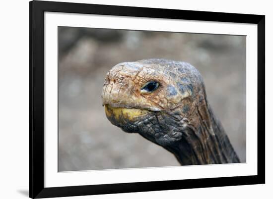 South America, Ecuador, Galapagos Islands. Galapagos Tortoise head.-Kymri Wilt-Framed Photographic Print