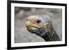 South America, Ecuador, Galapagos Islands. Galapagos Tortoise head.-Kymri Wilt-Framed Photographic Print