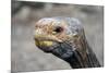 South America, Ecuador, Galapagos Islands. Galapagos Tortoise head.-Kymri Wilt-Mounted Photographic Print